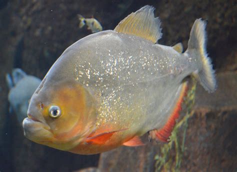 Piranha 